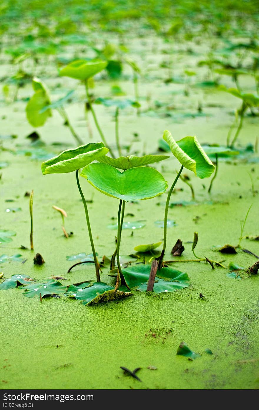 The lotus leaf in the garden pond always has already been stained with full water bead in the morning.