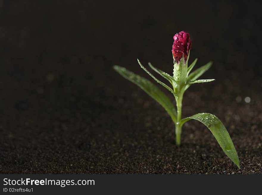 A young green plant with water on it growing out of brown soil.