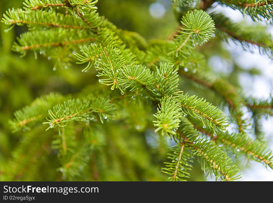 Close-up of pine branches with water droplet. Close-up of pine branches with water droplet