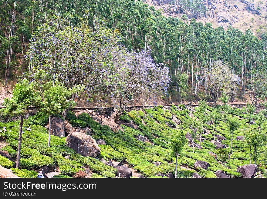 Tea Plantation In The Cardamam Mountains. Munnar,