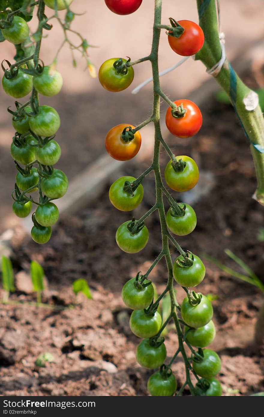 Organically grown cherry tomatoes