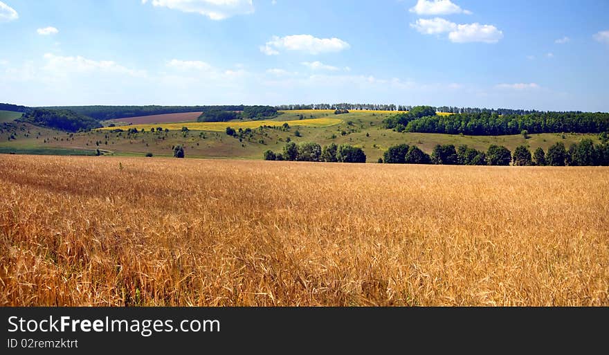 Summer landscape a wheat field in Ukrainian, background