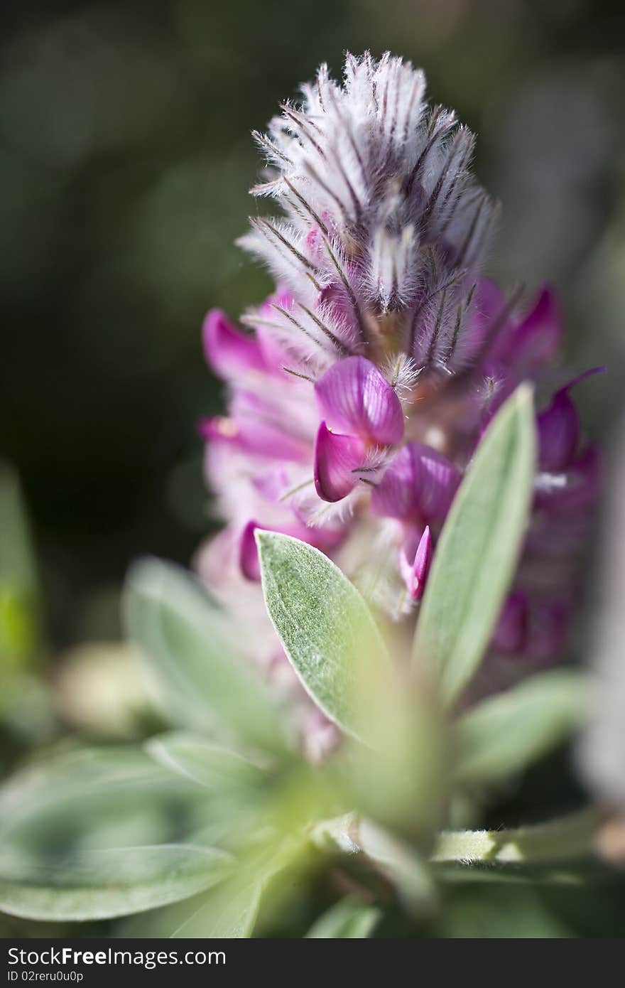 A Detail of Ebenus cretica. A Detail of Ebenus cretica.