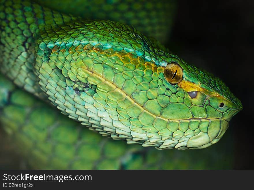 Head of the snake closeup. Head of the snake closeup