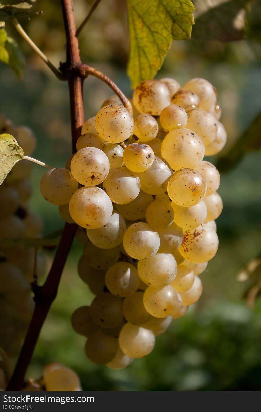 Grape in vineyard