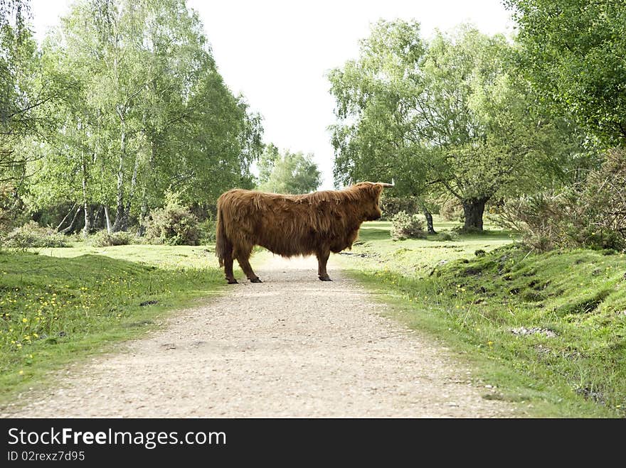 A color landscape photo of a large hairy highland cow standing in the middle of a country pathway.