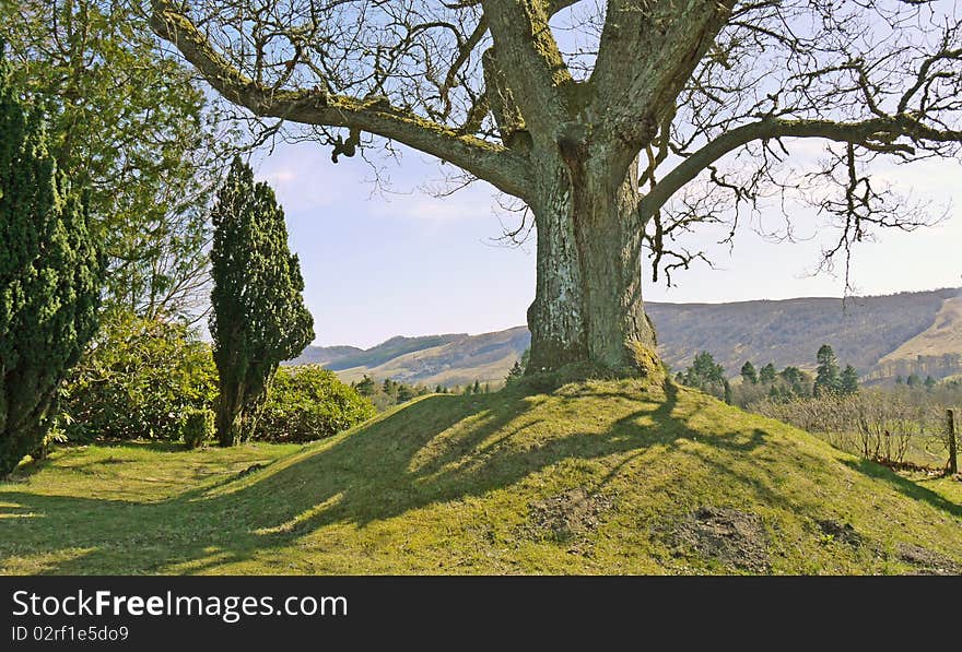 Big tree on a small hill.