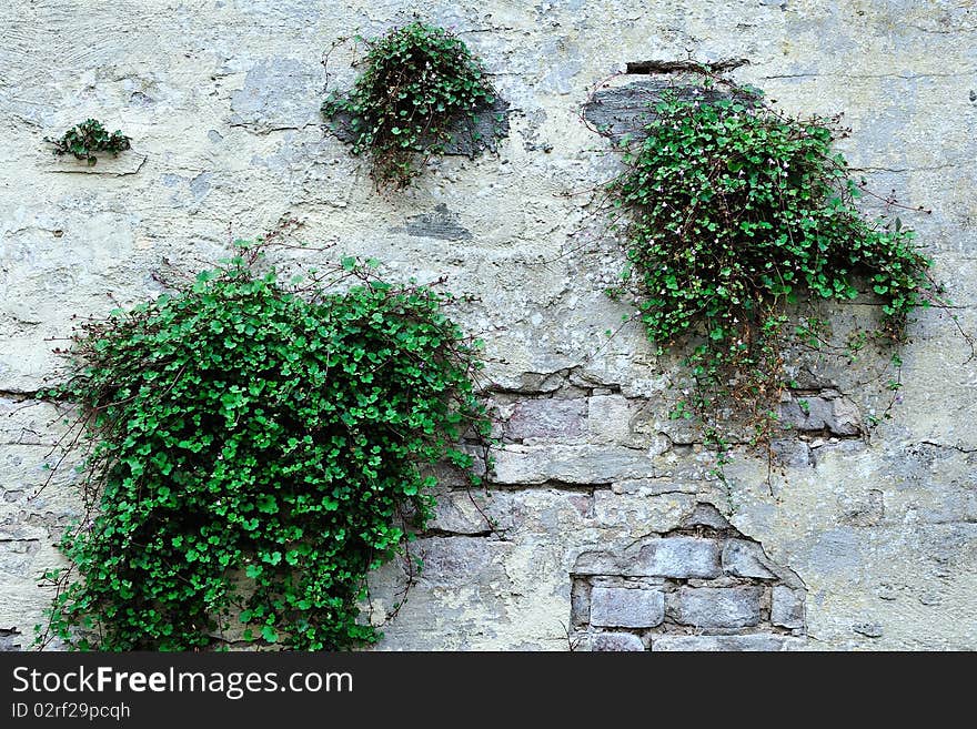 A detailed view of an old white brick wall.