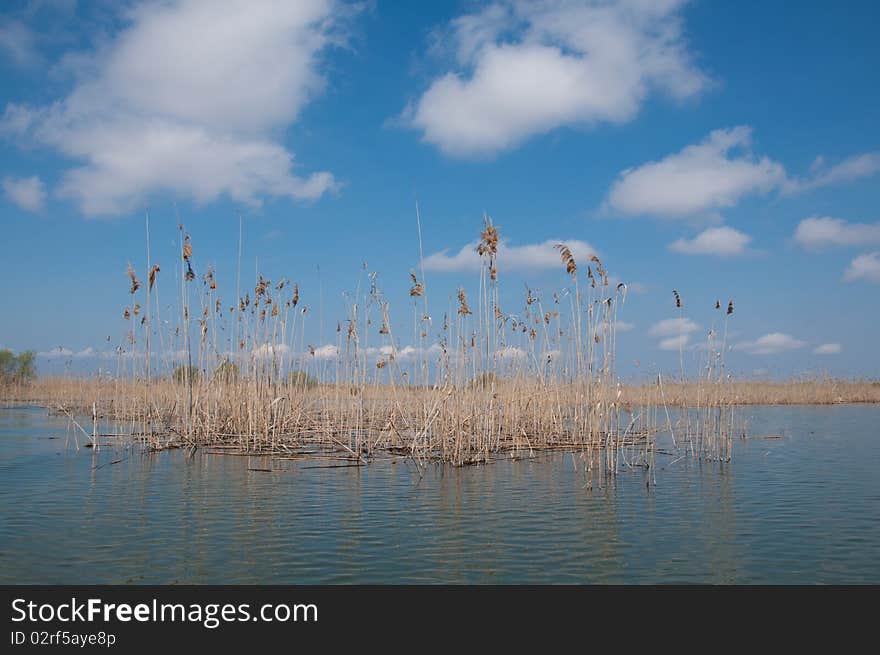 Reed in Danube's Delta during the spring time