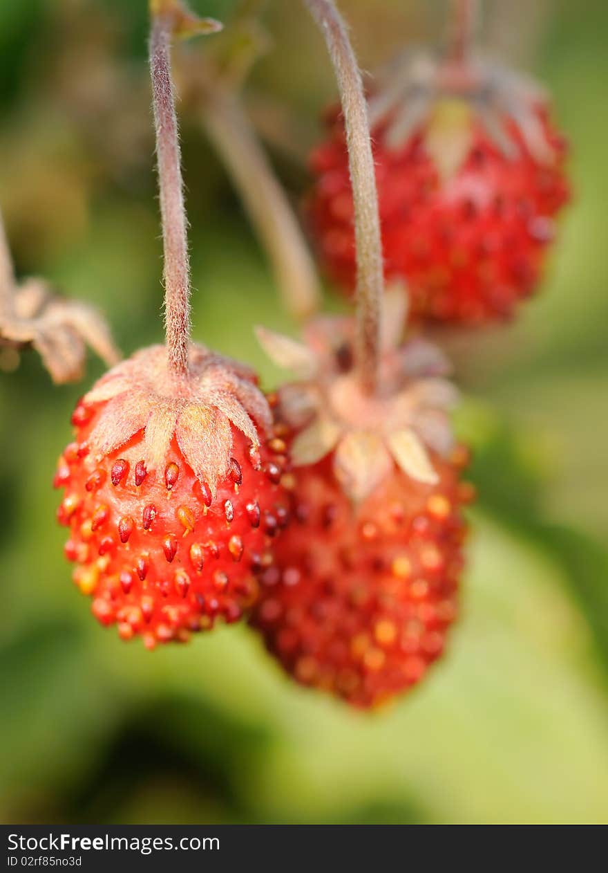 A closeup photograph of strawberries. A closeup photograph of strawberries.