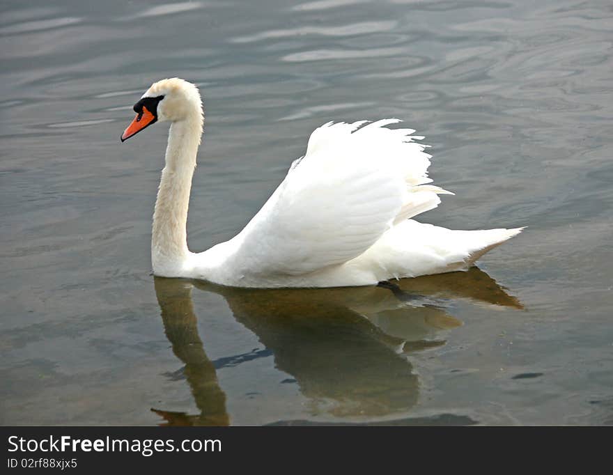 White Swan