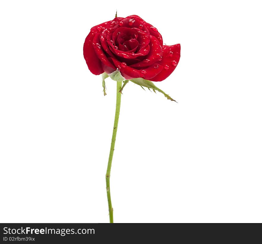 Red rose with dew drops on a white background