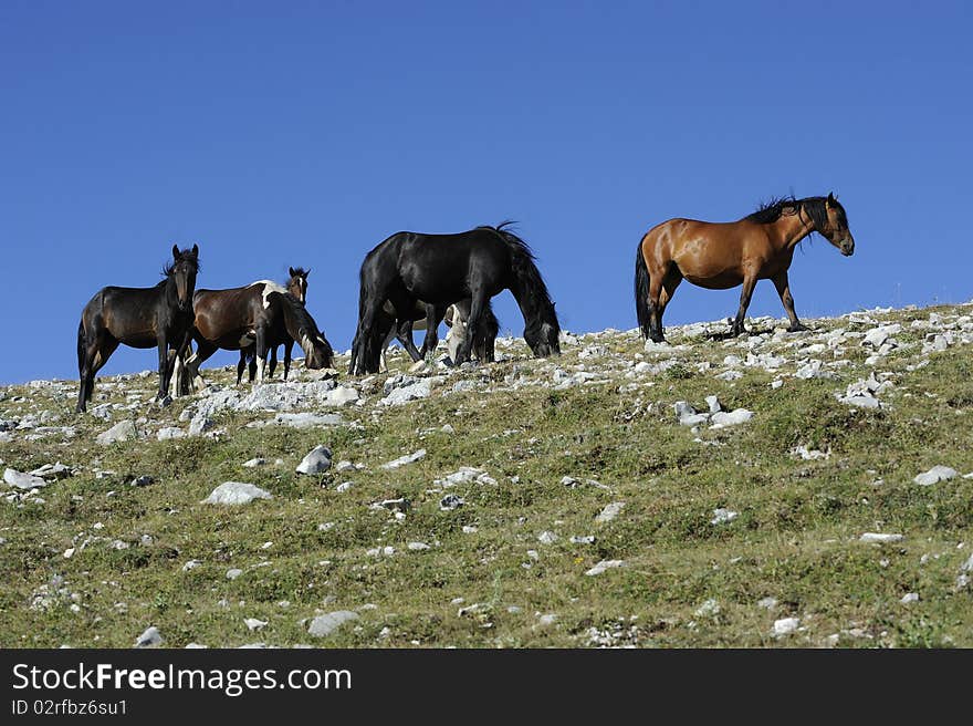 Group of Wild horses grazing in the mountains