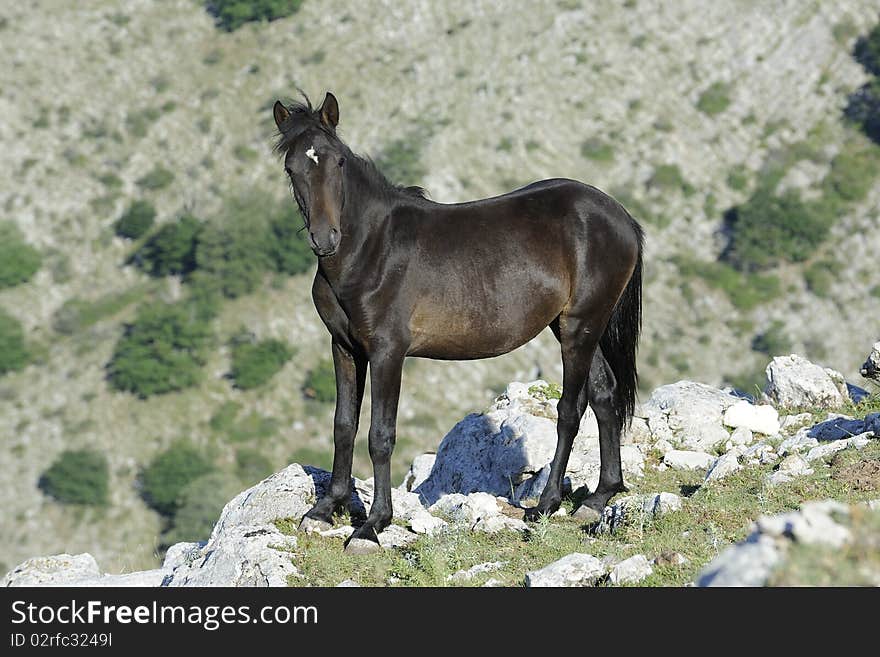 Wild horse portrait in mountain area