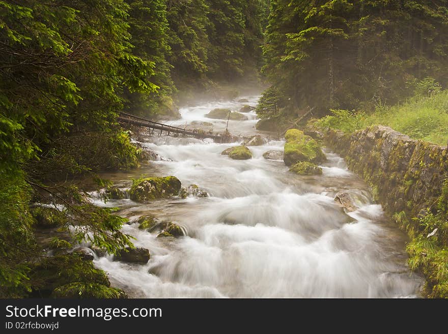 The forest stream near the High Tatras. The forest stream near the High Tatras