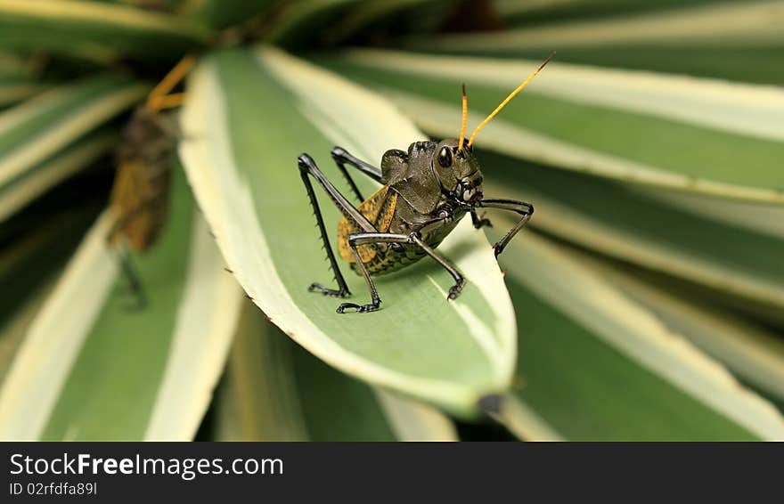 Locusts on agave brush in mexico. Locusts on agave brush in mexico