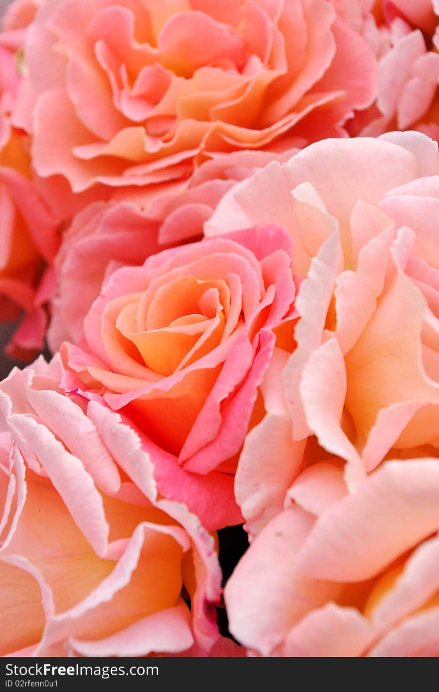 Close up of large rose blossoms. 
Converted from RAW with minimal processing or sharpening. Close up of large rose blossoms. 
Converted from RAW with minimal processing or sharpening.