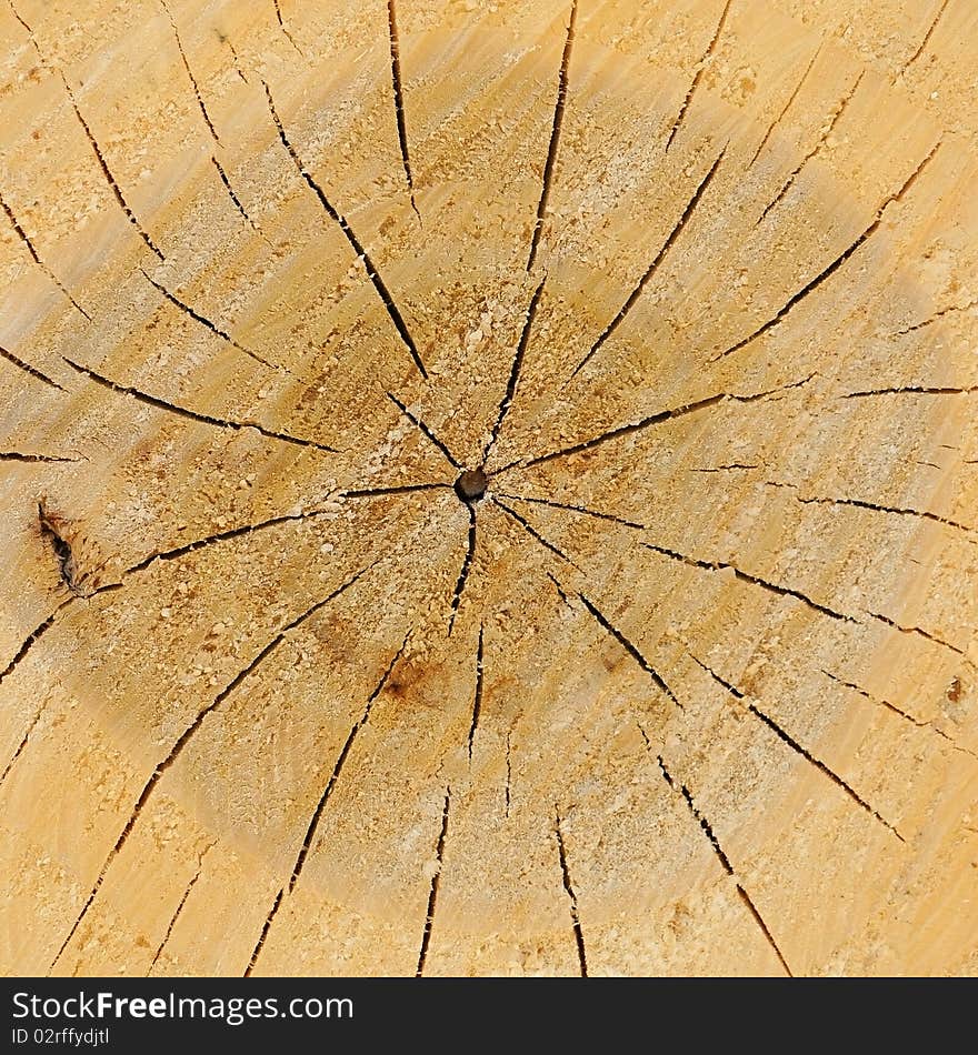 Close-up wooden cut texture (high. res.). Close-up wooden cut texture (high. res.)