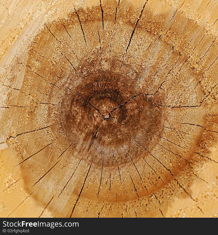 Close-up wooden cut texture (high. res.). Close-up wooden cut texture (high. res.)