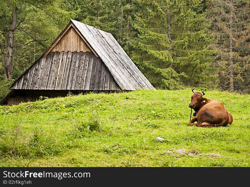 Alpine cow lying on the meadow