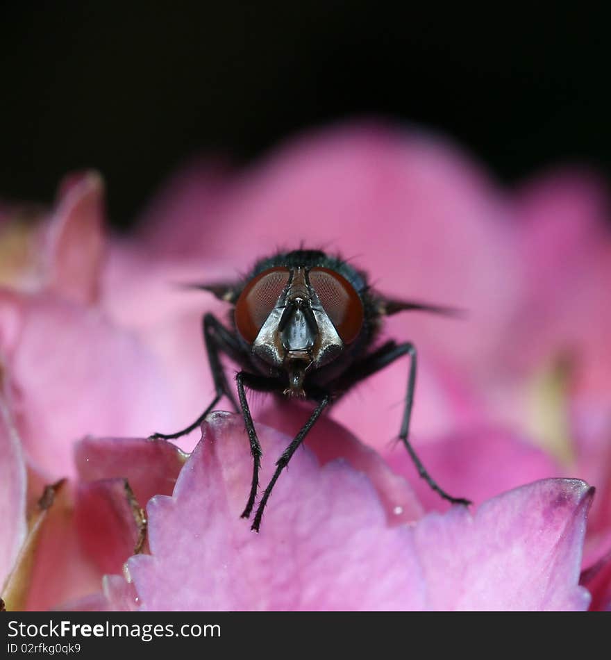 Fly on a pink flower