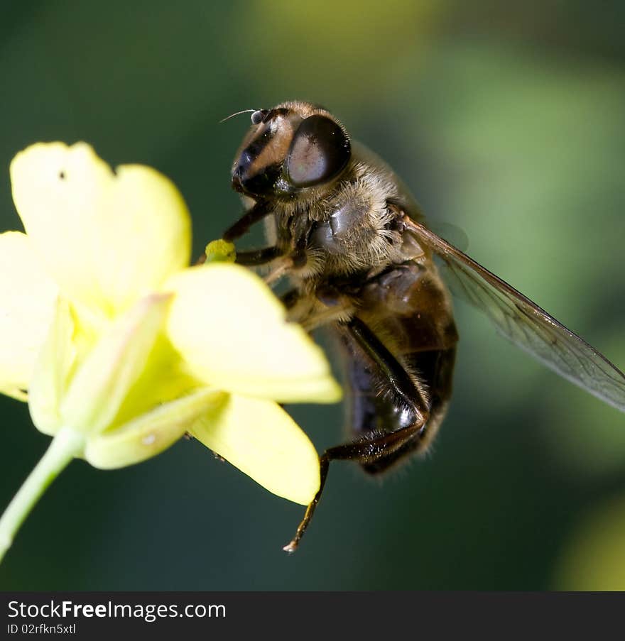 Bee on a yellow flower