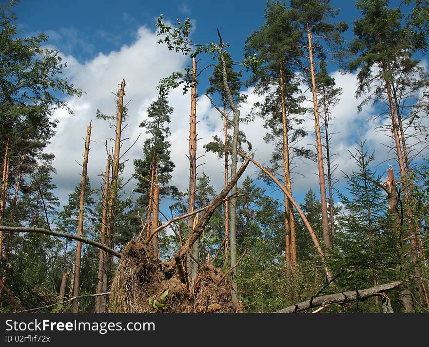 Forest after Hurricane. Fallen trees, broken storm wind