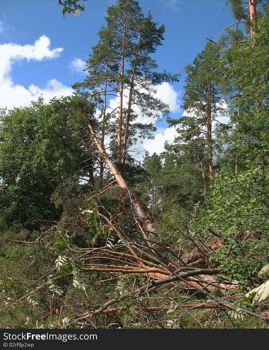 Forest after Hurricane. Fallen trees, broken storm wind