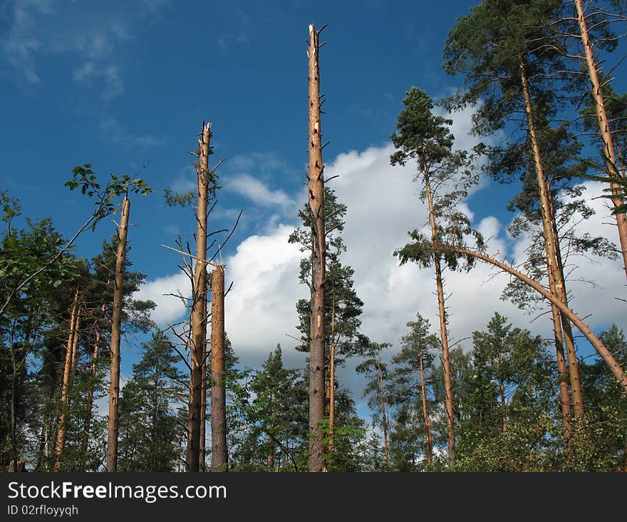 Forest after Hurricane. Fallen trees, broken storm wind