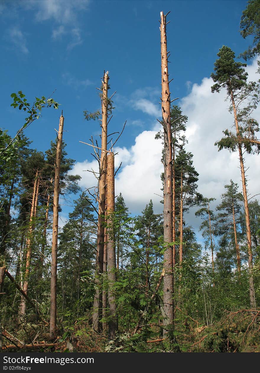 Forest after Hurricane. Fallen trees, broken storm wind