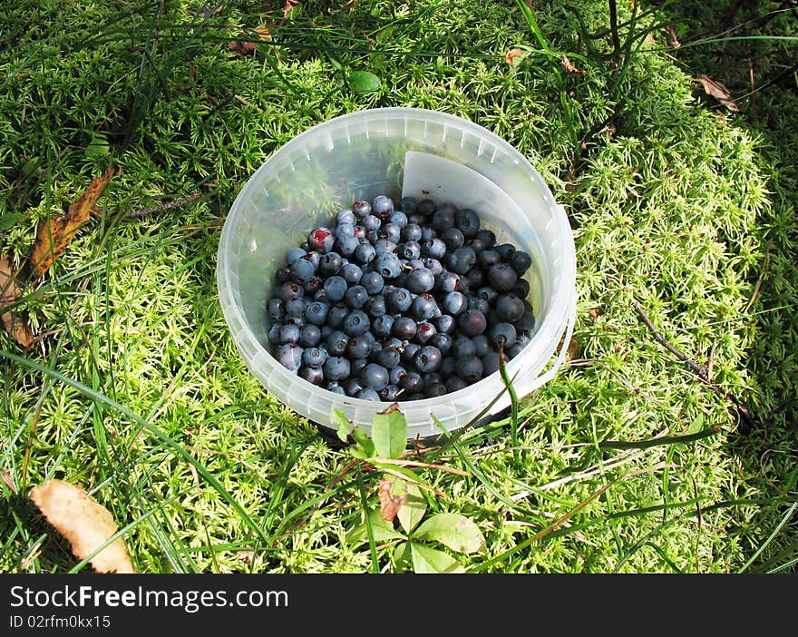 Bucket with blueberries in the moss