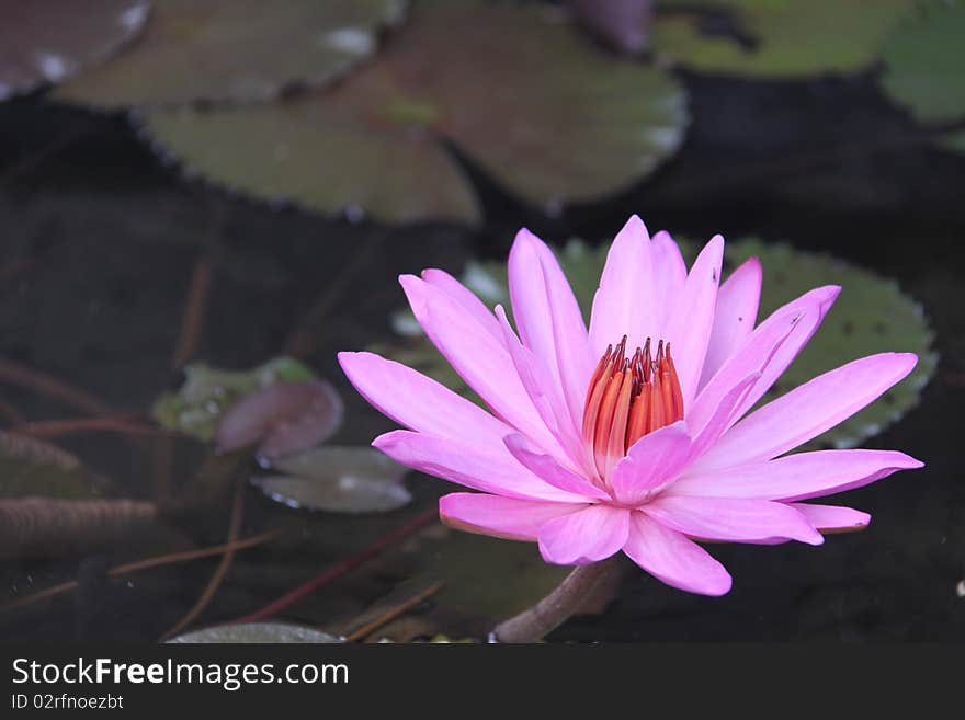 Pink Water Lily