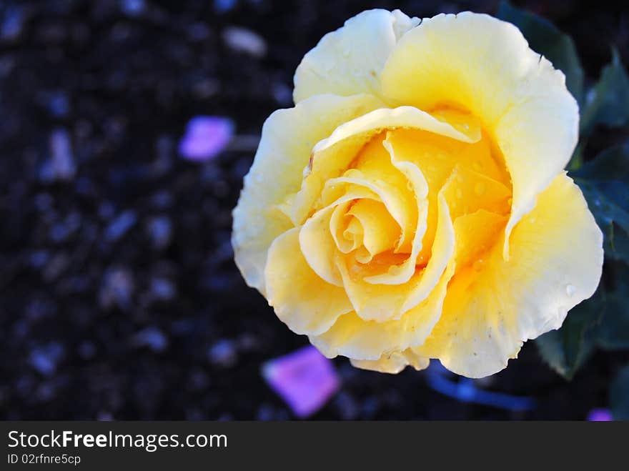 Yellow Rose