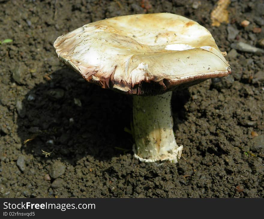 Image of a Mushroom / Fungi