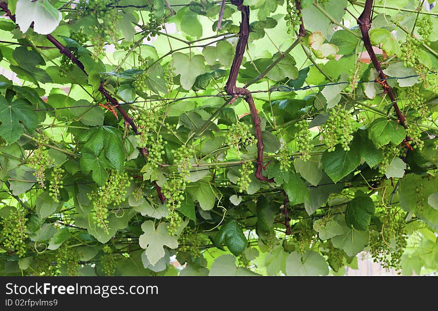 Isolated bunch of grapes in the sunshine