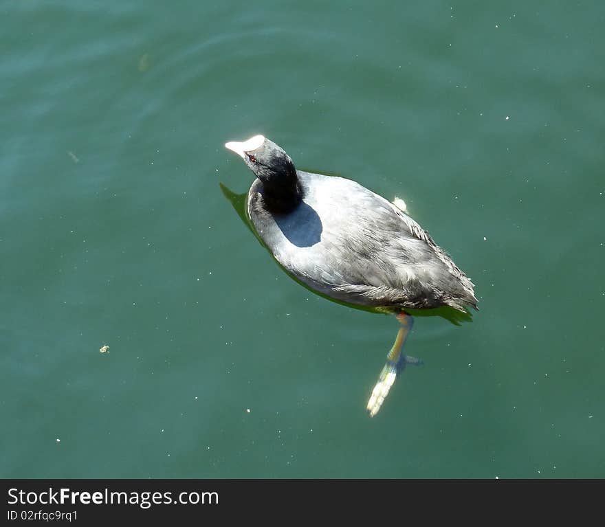 Moorhen