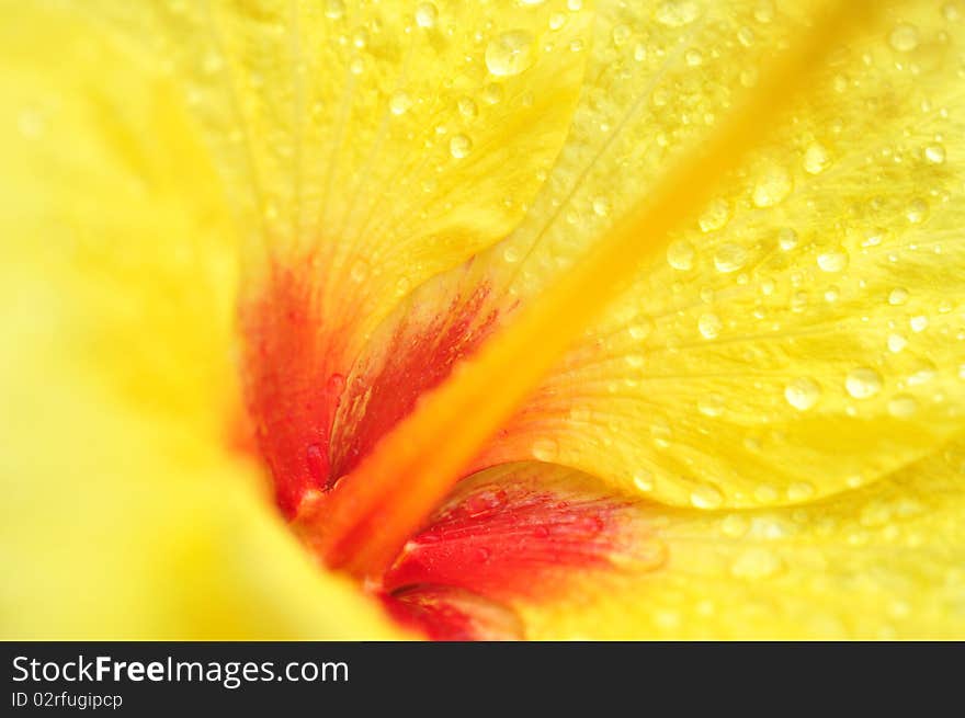 Fantastic color and composition in this Hibiscus flower center after a rain. Fantastic color and composition in this Hibiscus flower center after a rain.