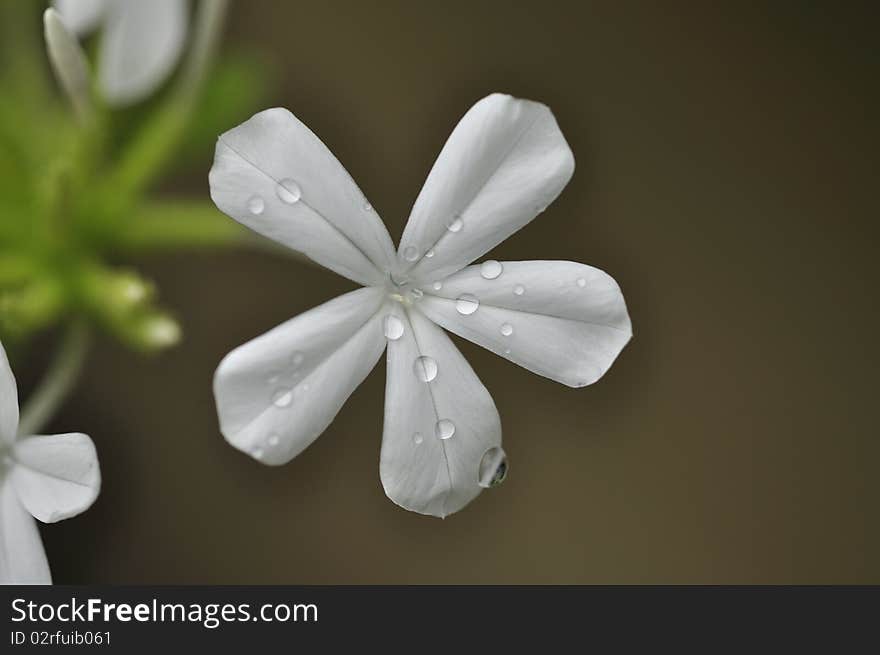 White Cape Leadwort