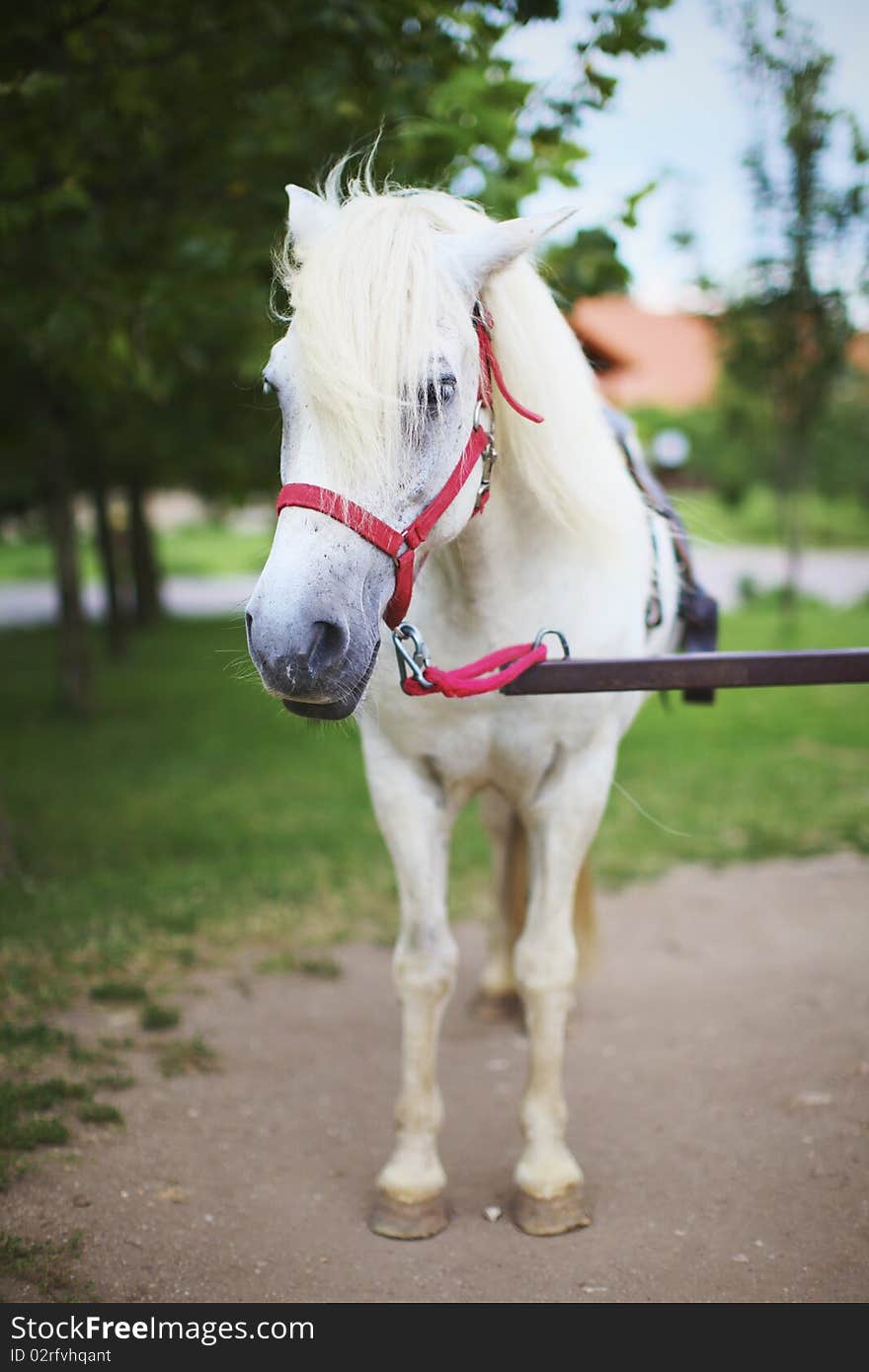 White pony horse on Marry Go Round with a red strap.