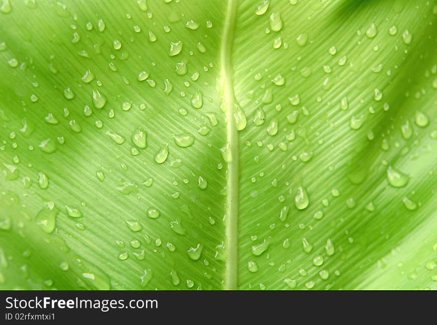 Green leaf and water drop. Green leaf and water drop