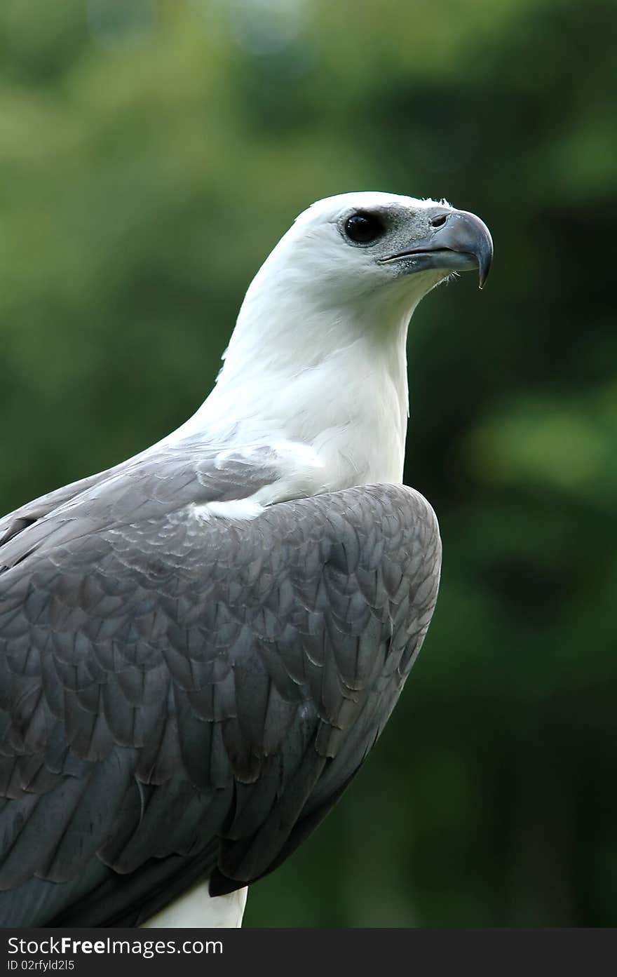 Sea Eagle