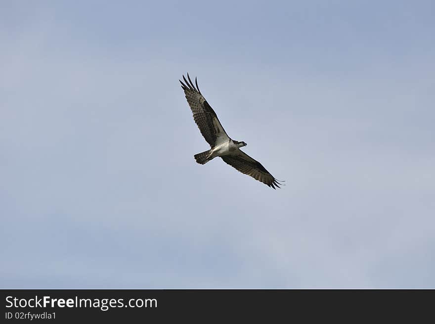 Osprey, Pandion haliaetus This is a large gull-like bird nearly the size of a Bald Eagle.