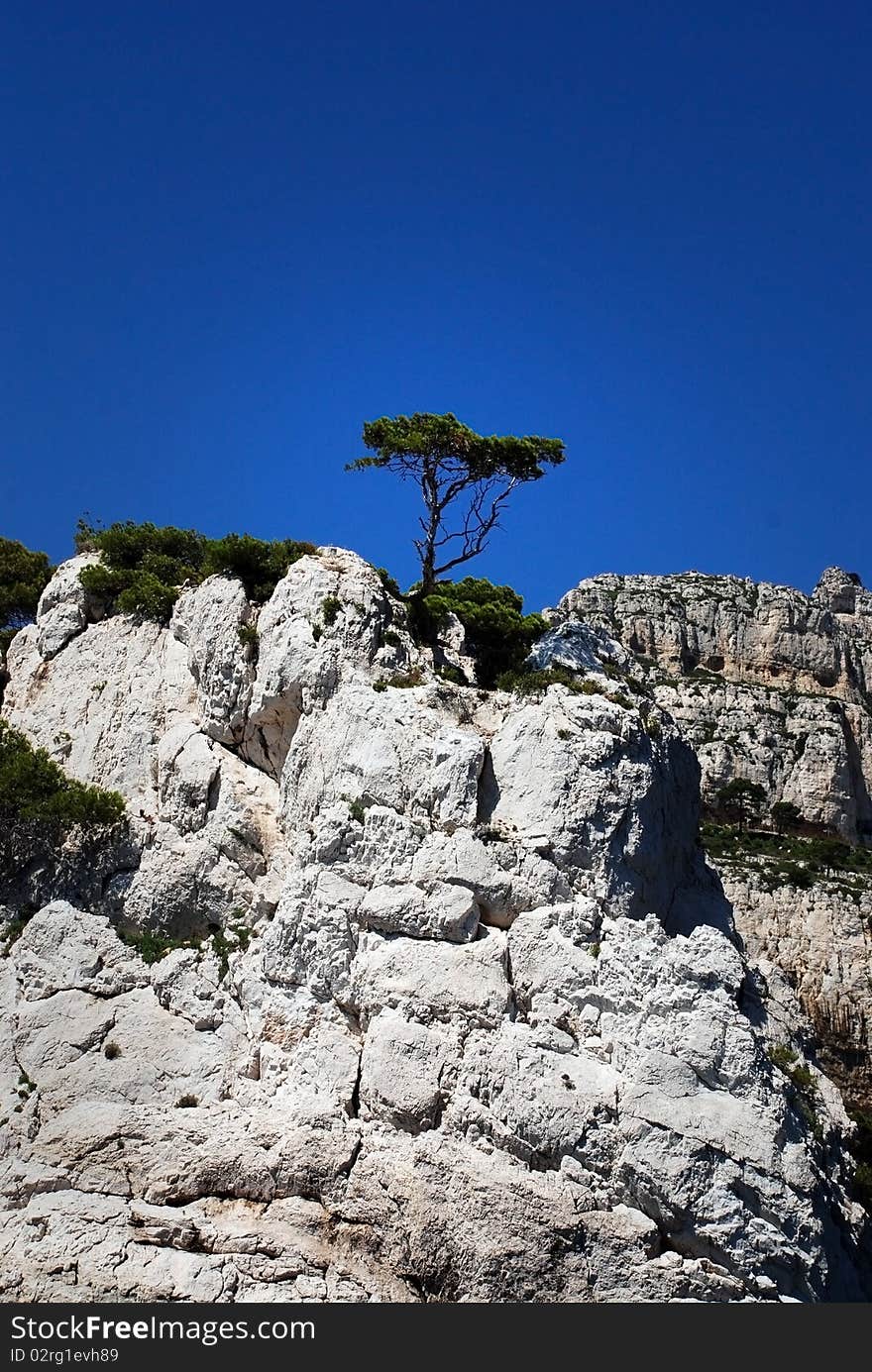 Lonely tree on the rock at calanque between Marseille and Cassis, France. Lonely tree on the rock at calanque between Marseille and Cassis, France