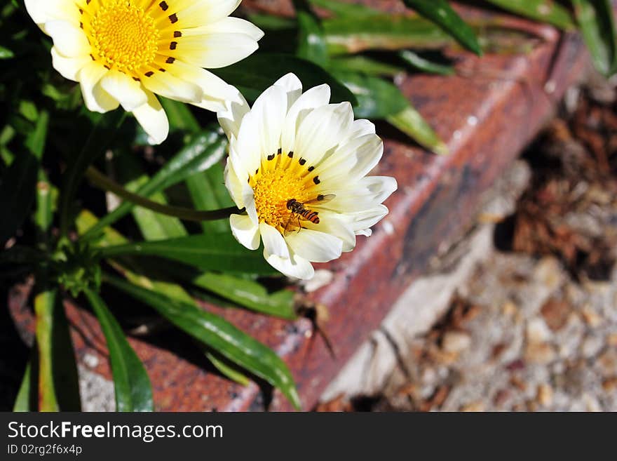 A paper wasp about to land on a white daisy flower, showing the veins on its wings and also its red bulbous eyes. A paper wasp about to land on a white daisy flower, showing the veins on its wings and also its red bulbous eyes.