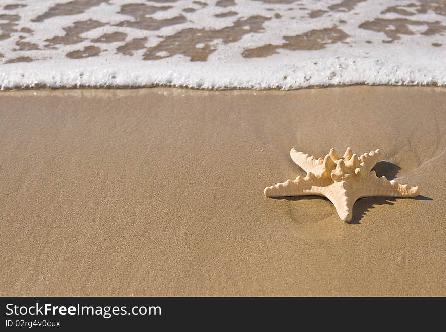 Starfish By The Ocean