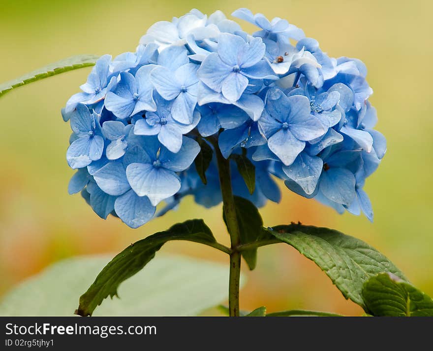 Summer Flowers In Full Bloom