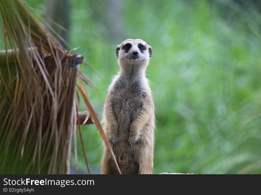 Sentry Meerkat (suricate) standing and look for the dangerous near their house.