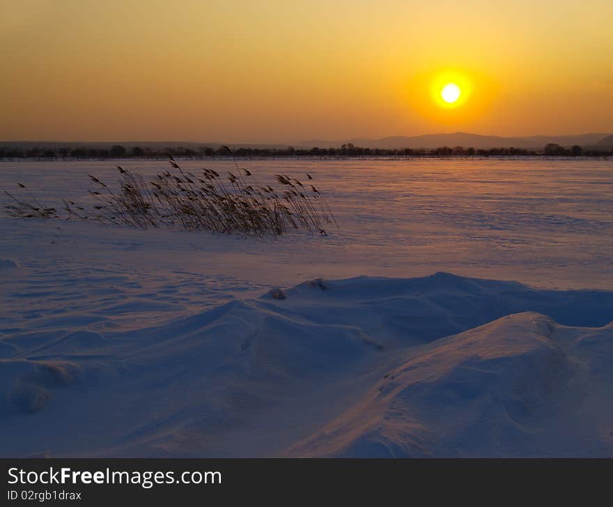 Winter decline in the field