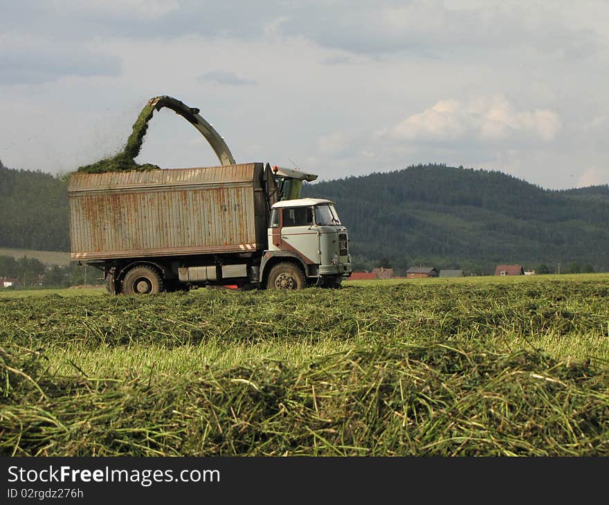 Summer harvesting of corn in the Czech republic