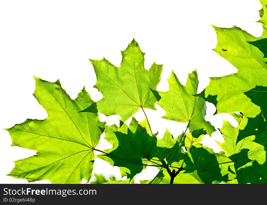 Green leaves on the green backgrounds